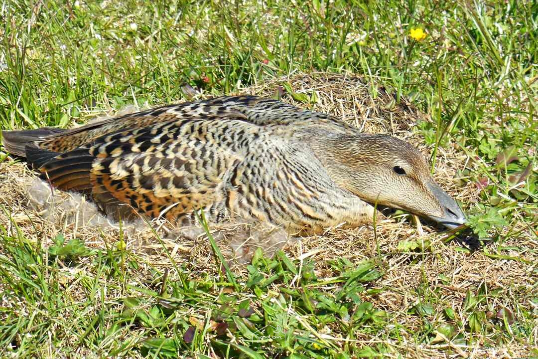 羽毛布団に使われる水鳥羽毛は、アイスランドや北ヨーロッパの